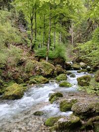 torrent torrent