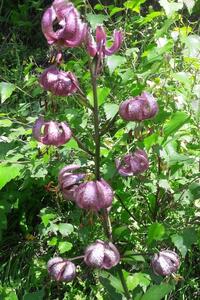 lys martagon lys martagon